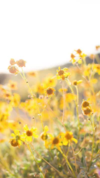 a field of yellow flowers
