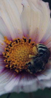 a bee on a flower