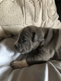 a grey and white puppy laying on top of a pillow