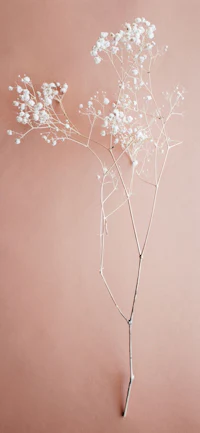 a branch of white flowers on a pink background