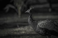 a black and white photo of a peacock