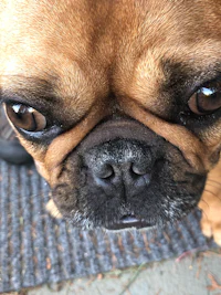 a close up of a french bulldog looking at the camera