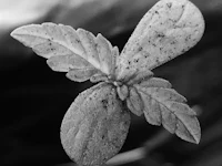a black and white photo of a leaf