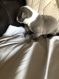 a small grey and white dog laying on a couch
