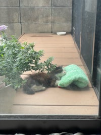 a cat laying on a wooden floor next to a potted plant
