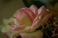 a pink and white rose in a vase