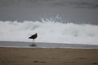 a bird standing on the sand next to the ocean