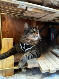 a tabby cat laying on a wooden shelf