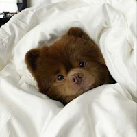 a brown dog peeking out of a white blanket