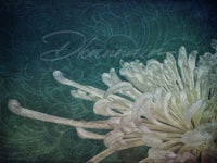 white chrysanthemum on a blue background