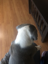 a grey and white dog sitting on a person's lap