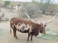 a cow with long horns standing in a dirt field