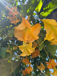 yellow flowers on a tree