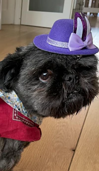 a black dog wearing a purple hat