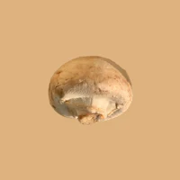 a mushroom on a beige background
