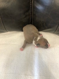 a brown and white puppy laying on top of a couch