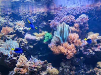 a blue fish swims in an aquarium full of corals