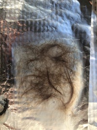 a piece of hair in a plastic bag