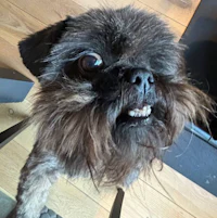 a dog is standing on a chair with his mouth open