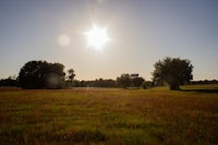 the sun is shining on a grassy field