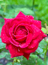 a red rose with water droplets in the garden