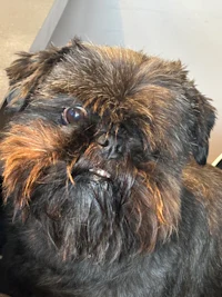 a black dog is sitting on a chair