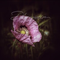 an image of a pink poppy in a field