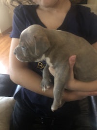 a girl is holding a small grey pitbull puppy