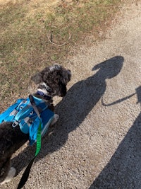 shadow of a dog on a leash