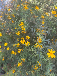 a bunch of yellow flowers on a bush