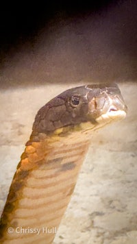 a close up of a snake with its head up