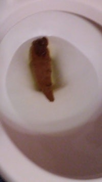 a toilet with a brown poop in it