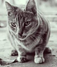 a black and white photo of a cat