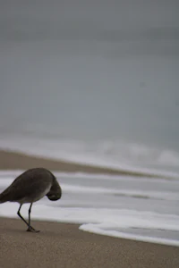 a bird on a beach