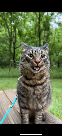 a tabby cat is sitting on a wooden bench with a leash