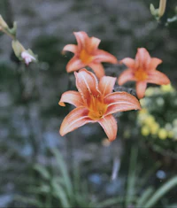 orange lilies in the garden