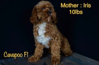 a dog sitting on a black background with the words mother's is 10 lbs
