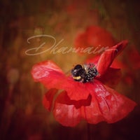 a red poppy flower with a bumble bee on it