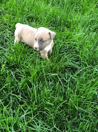 a small brown and white puppy standing in the grass