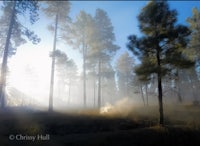a misty morning in a pine forest