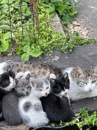 a group of cats laying on a wooden bench