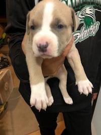 a small white and brown puppy is being held in a person's hands
