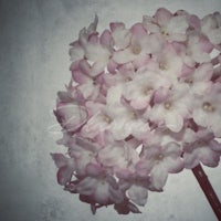 a bouquet of white and pink flowers on a gray background