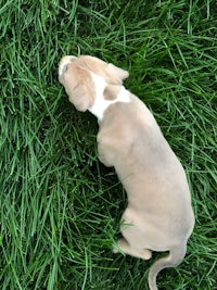 a small brown and white puppy playing in the grass