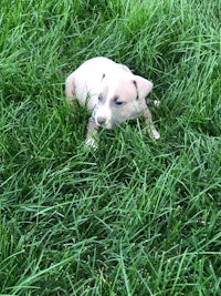 a white and brown puppy laying in the grass
