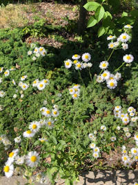 a bunch of white and yellow daisies in a garden