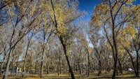 a group of trees in a park with yellow leaves