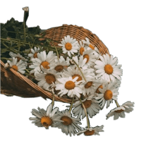 daisies in a basket on a black background