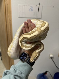 a person holding a yellow and white ball python