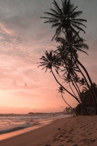 palm trees on a beach at sunset